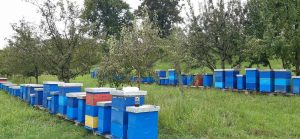 munever suljić iz živiničke mjesne zajednice suha – paradigma vrhunskog pčelara