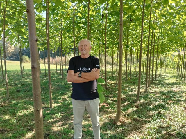 naš sugrađanin avdija ćatović – uspješan uzgajivač drveta paulovnije