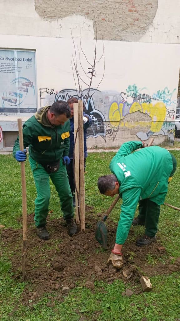 Grad Tuzla nastavlja sa sadnjom drveća u sklopu jesenjeg uređenja grada grad tuzla nastavlja sa sadnjom drveća u sklopu jesenjeg uređenja grada