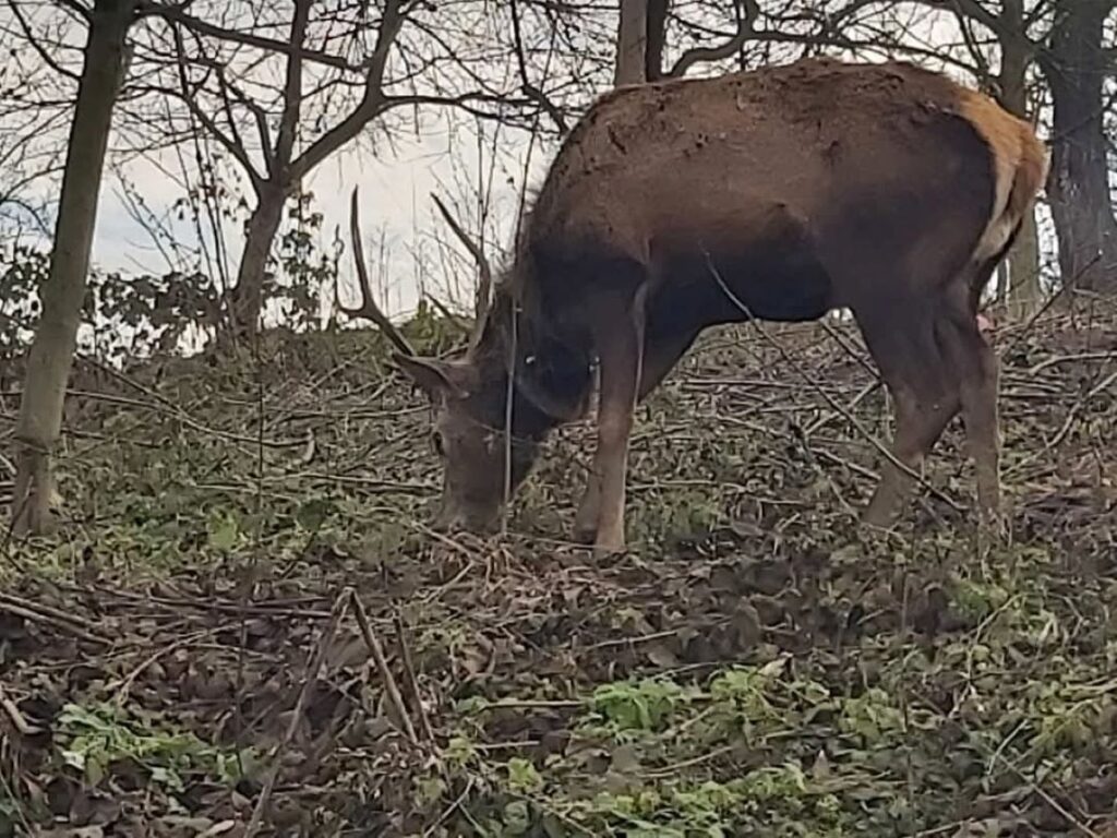 Jelen koji je proteklih dana viđan u Tuzli vraćen u prirodu (FOTO)
